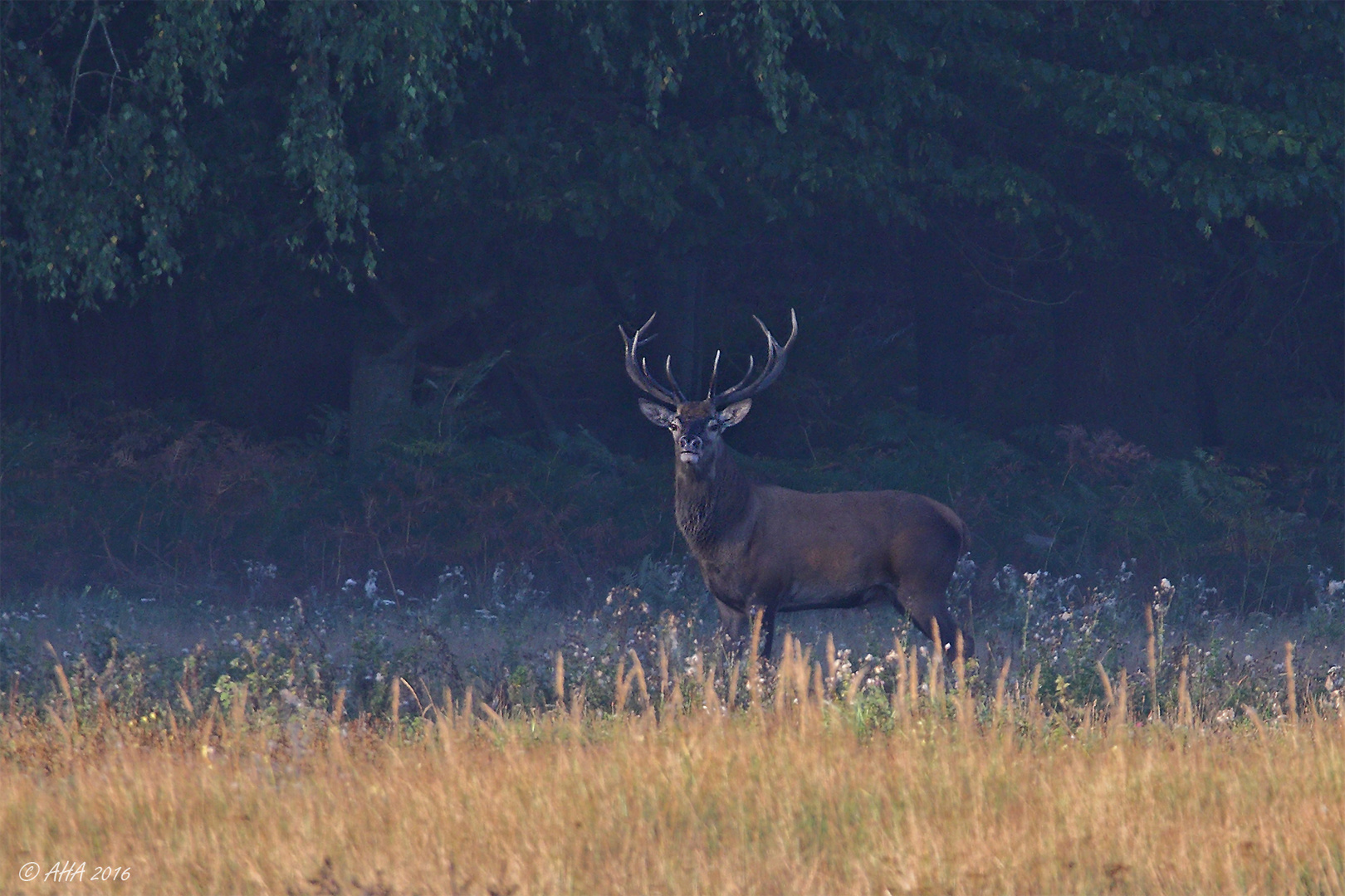 Hirsch am Morgen