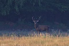 Hirsch am Morgen