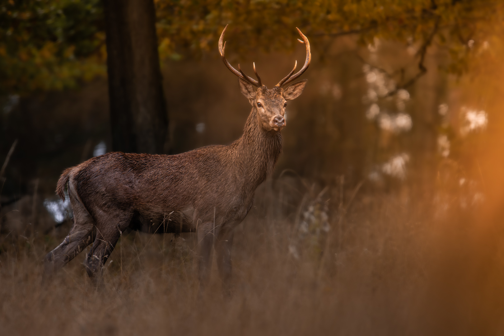 Hirsch am Morgen 