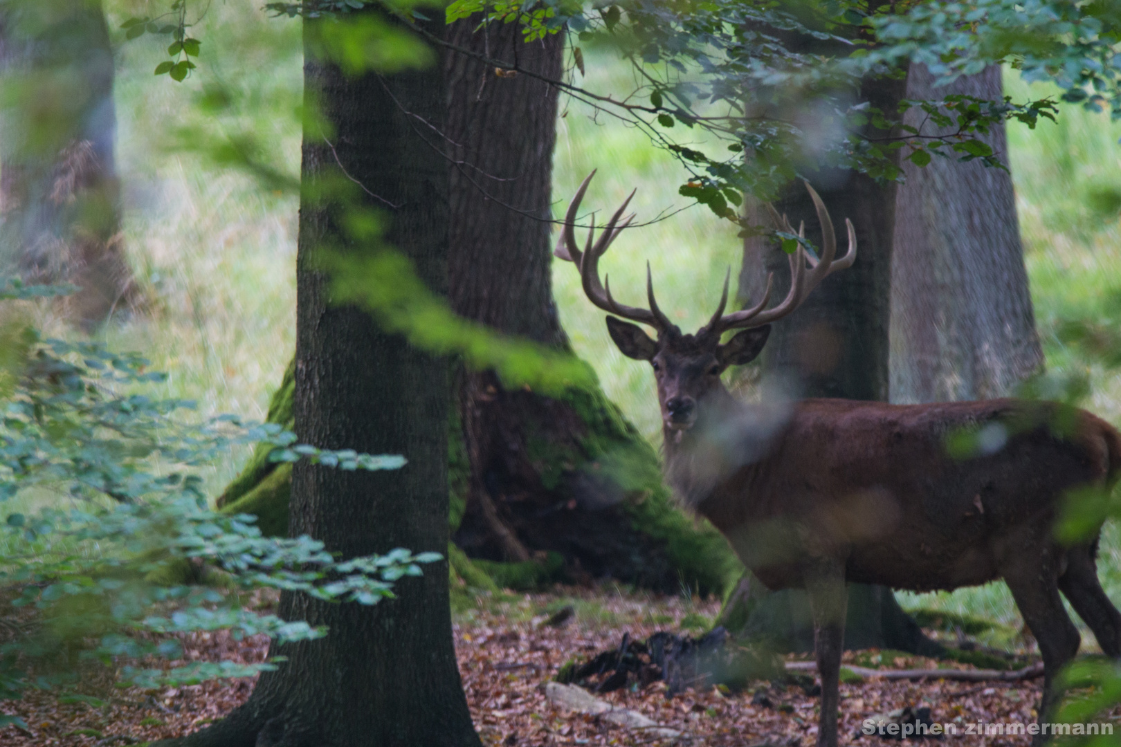 Hirsch am morgen