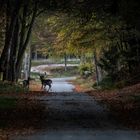 Hirsch am Sennerand