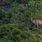 Hirsch am späten Nachmittag