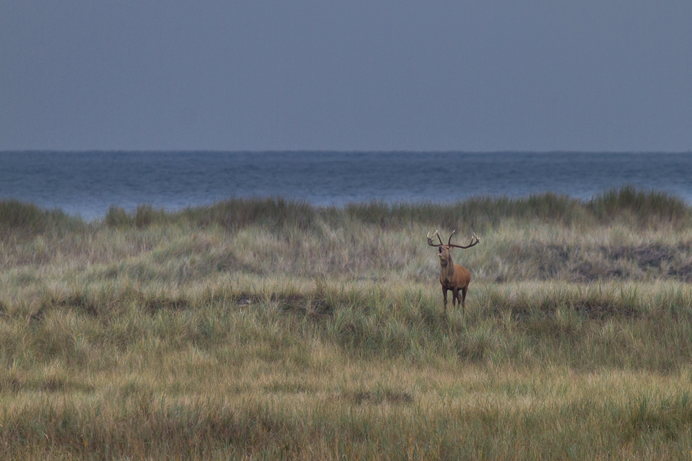 Hirsch am Strand-2-