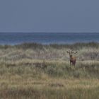 Hirsch am Strand-2-