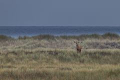 Hirsch am Strand-2-