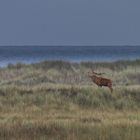 Hirsch am Strand-3-