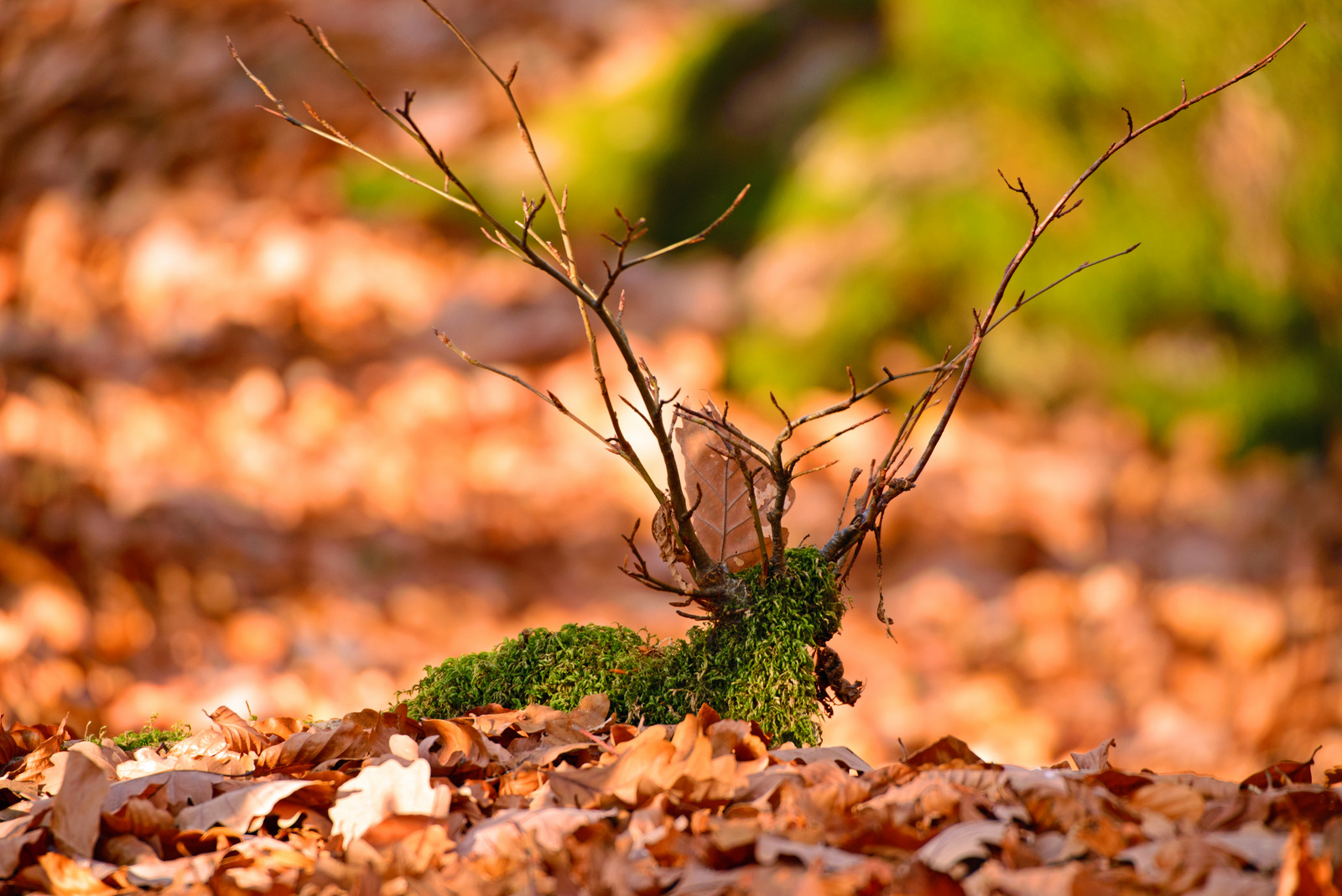 Hirsch am Waldboden.