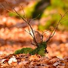 Hirsch am Waldboden.