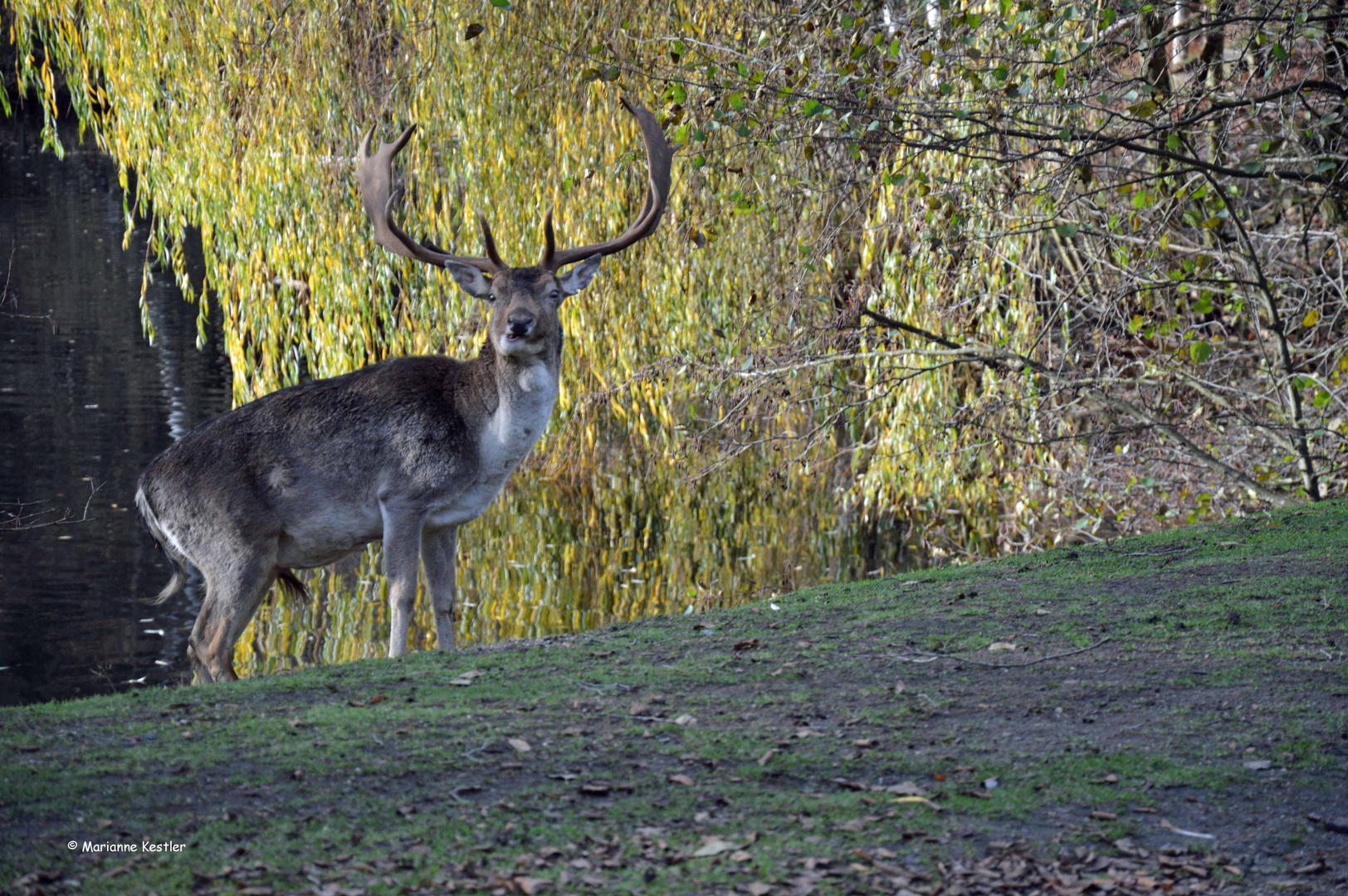 Hirsch am Weiher