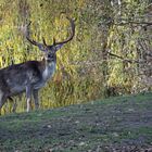 Hirsch am Weiher