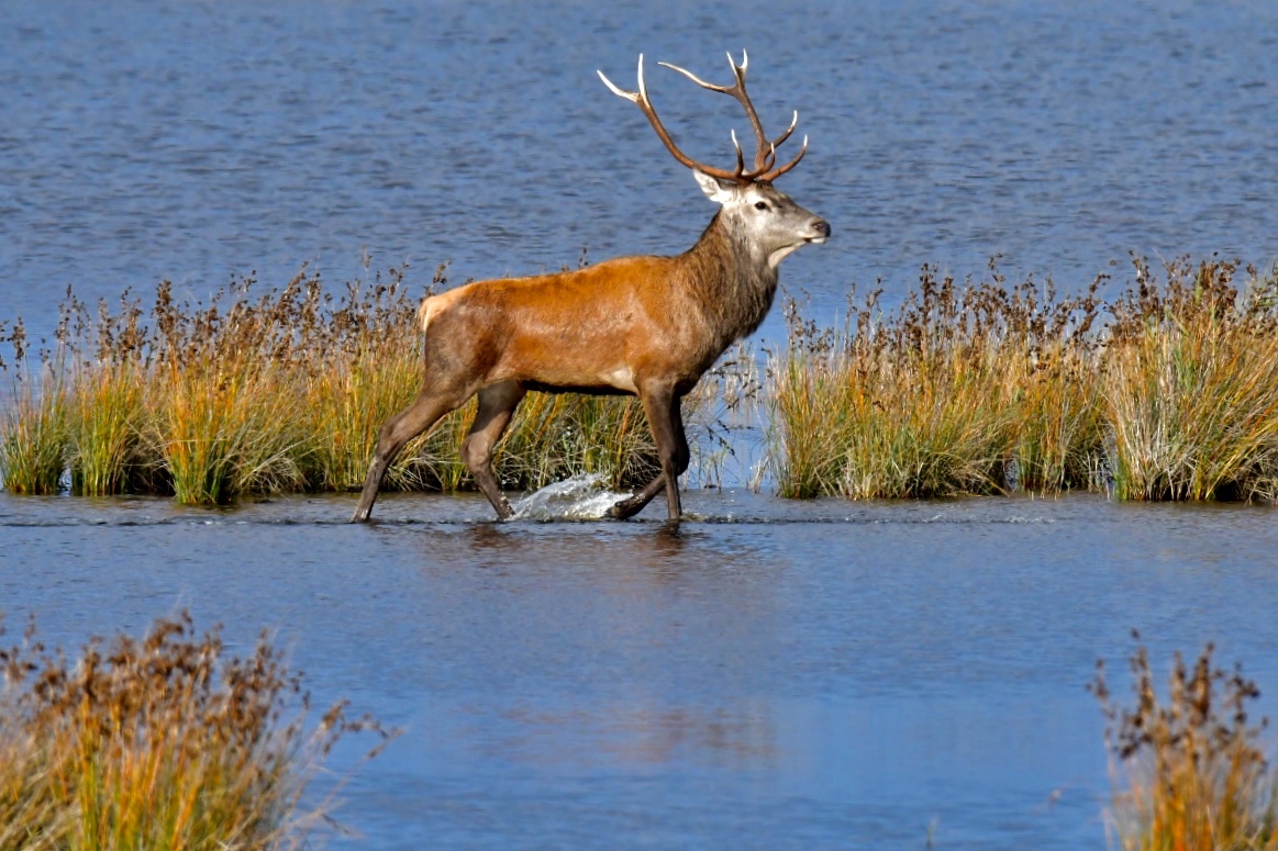 Hirsch an der Ostsee 