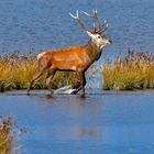 Hirsch an der Ostsee 