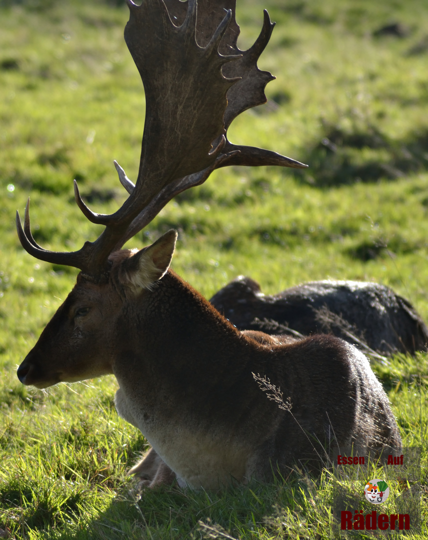 Hirsch auf auf der Wiese