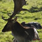 Hirsch auf auf der Wiese