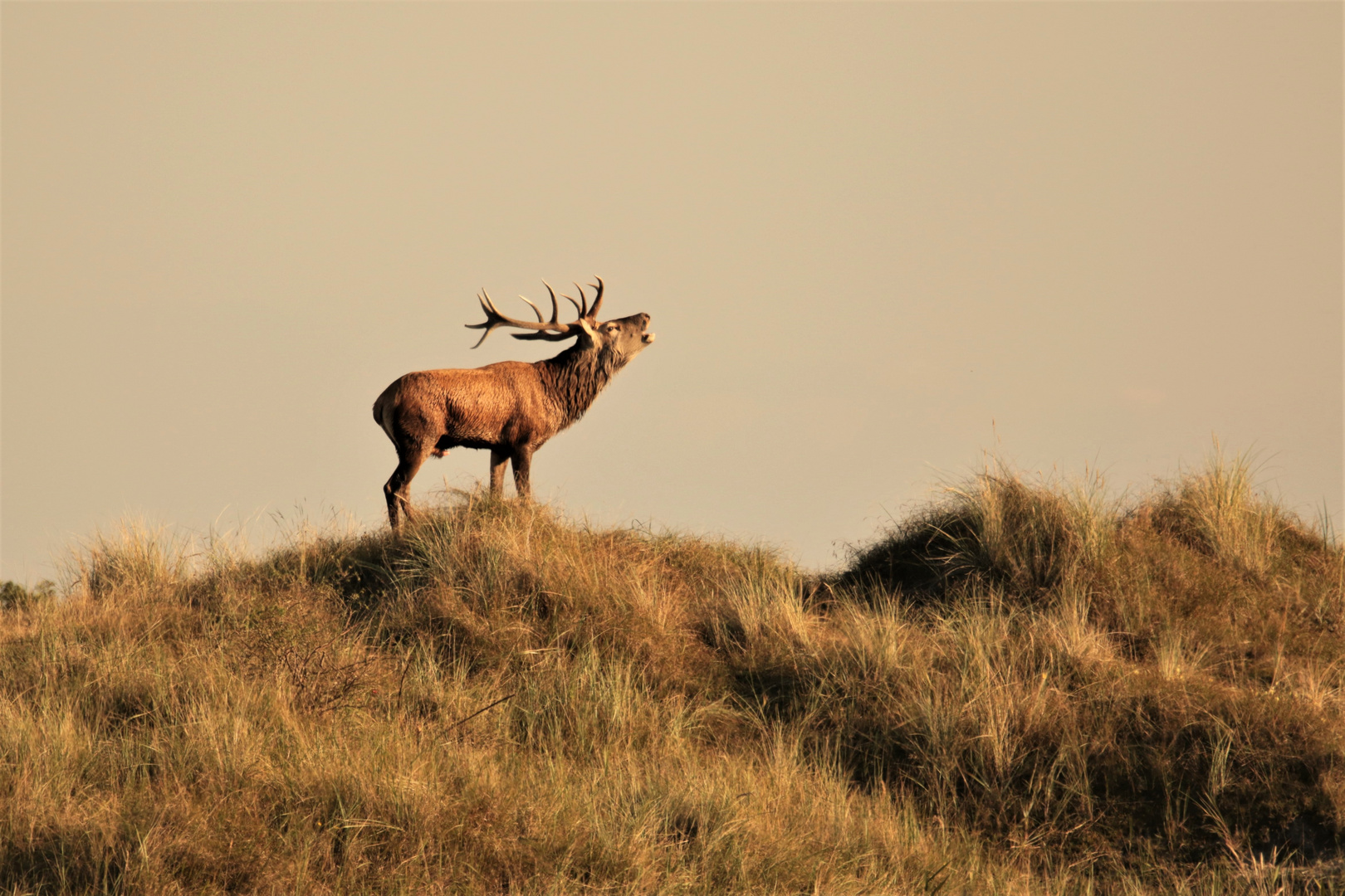 Hirsch auf der Düne