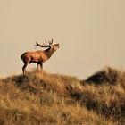 Hirsch auf der Düne