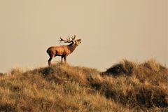 Hirsch auf der Düne