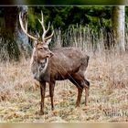 Hirsch auf der Lichtung