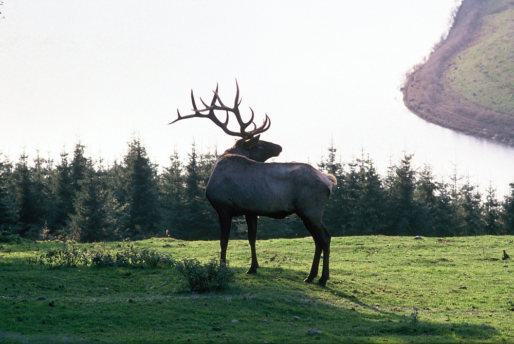 Hirsch auf der Lichtung. (Im Hintergrund der Rursee) (2)