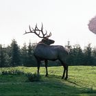 Hirsch auf der Lichtung. (Im Hintergrund der Rursee) (2)