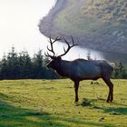 Hirsch auf der Lichtung. (Im Hintergrund der Rursee)