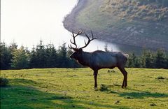 Hirsch auf der Lichtung. (Im Hintergrund der Rursee)