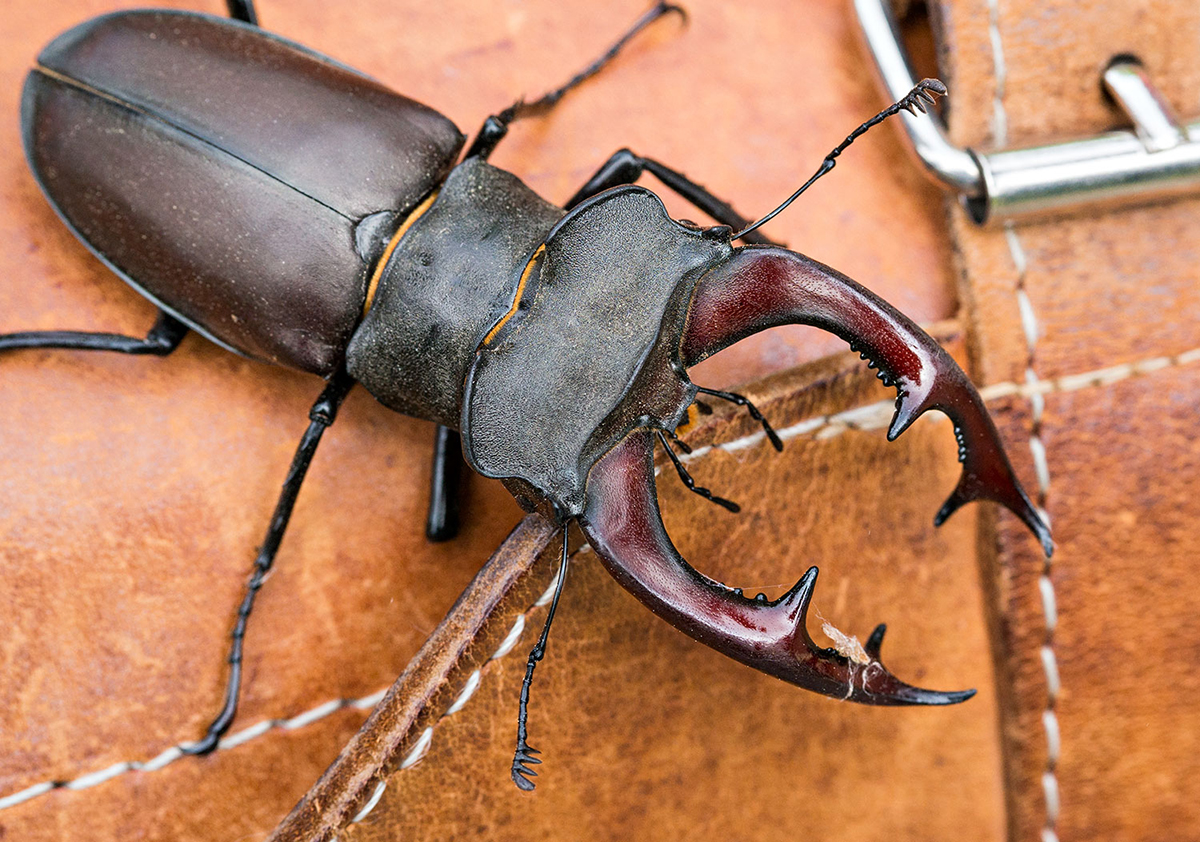 Hirsch auf Handtasche