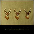 Hirsch