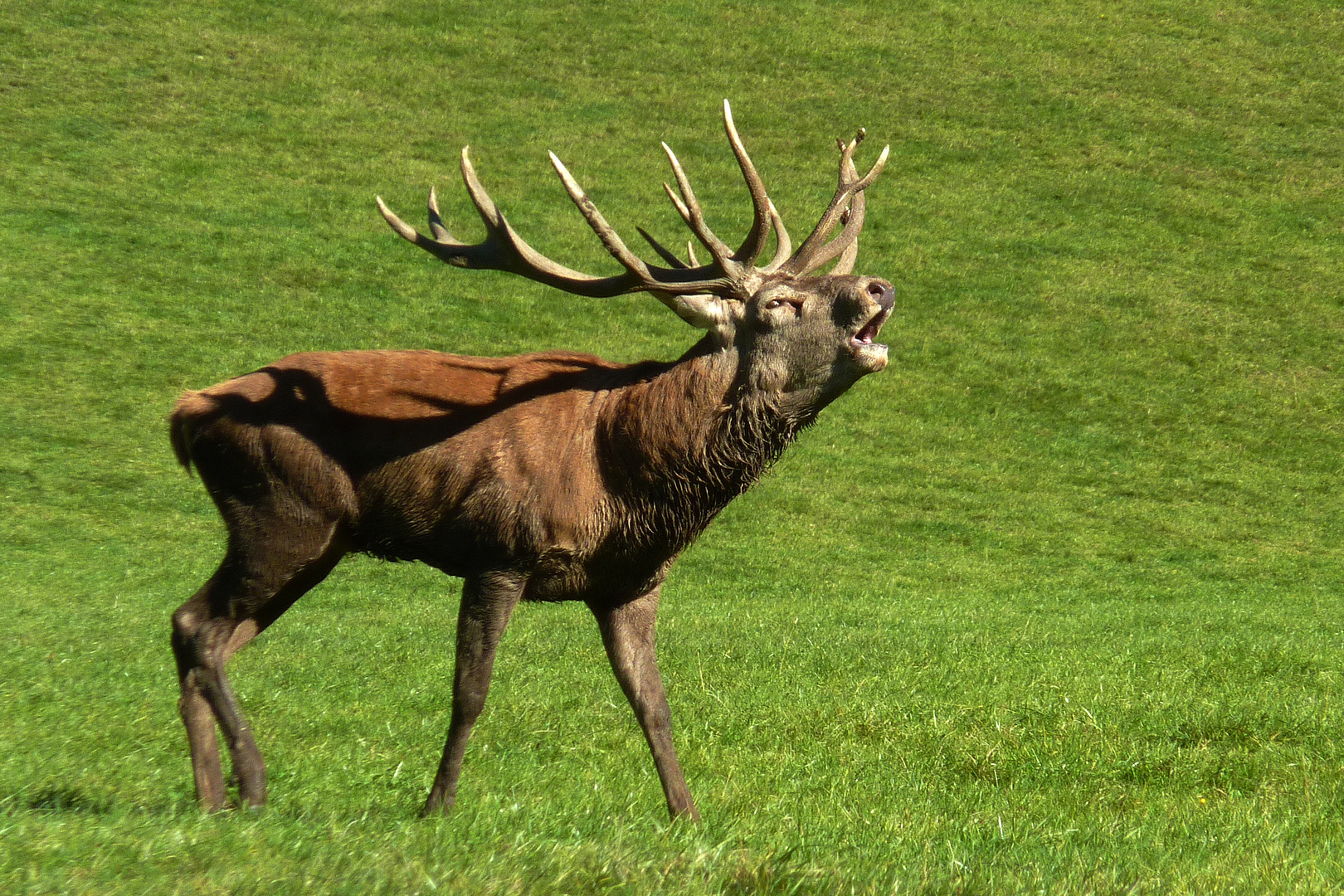 Hirsch Foto &amp; Bild | tiere, 10, 04 Bilder auf fotocommunity