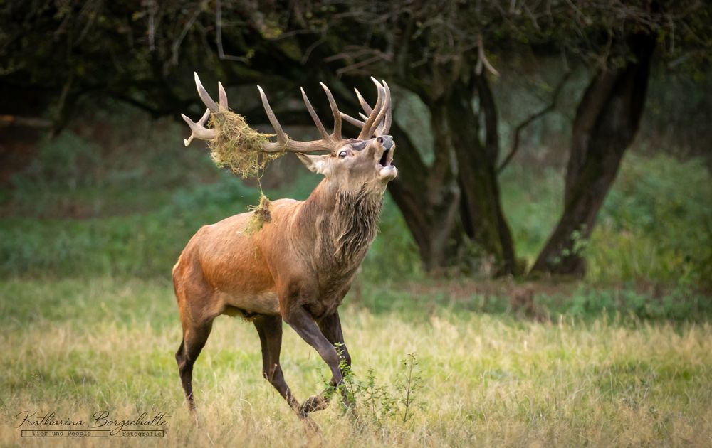 Hirsch Foto & Bild tiere, wildlife, säugetiere Bilder auf