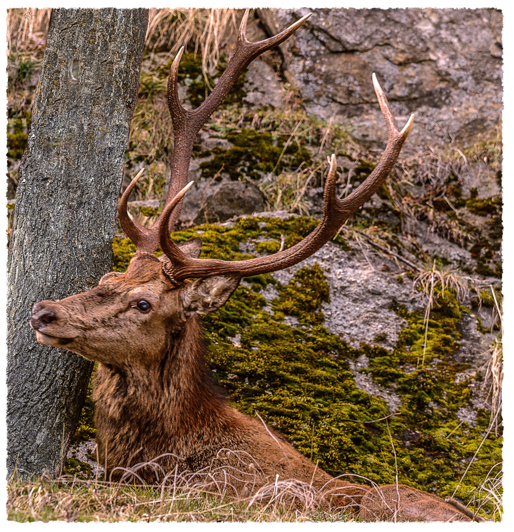 Hirsch bei Äbnet