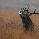 Hirsch bei aufziehendem Nebel