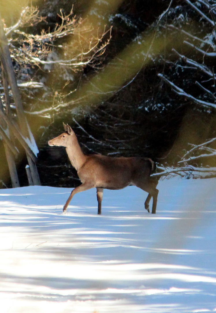 Hirsch bei Gilsbach