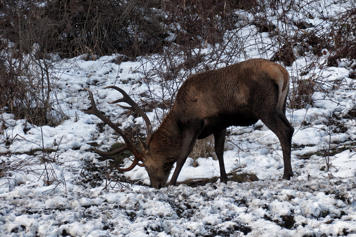 Hirsch bei Hohenschwangau