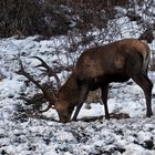 Hirsch bei Hohenschwangau