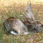 Hirsch beim Ausruhen