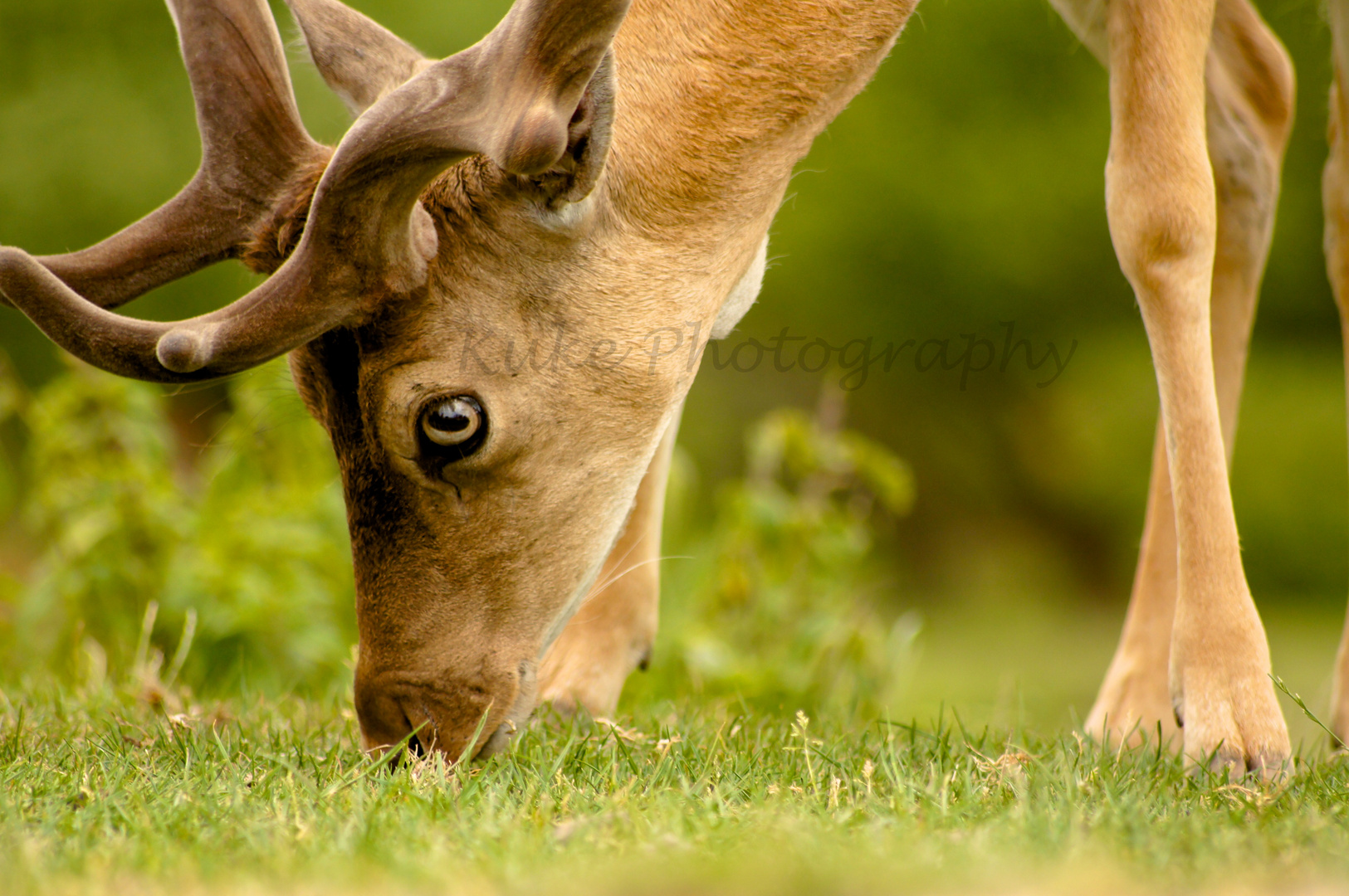 Hirsch beim grasen