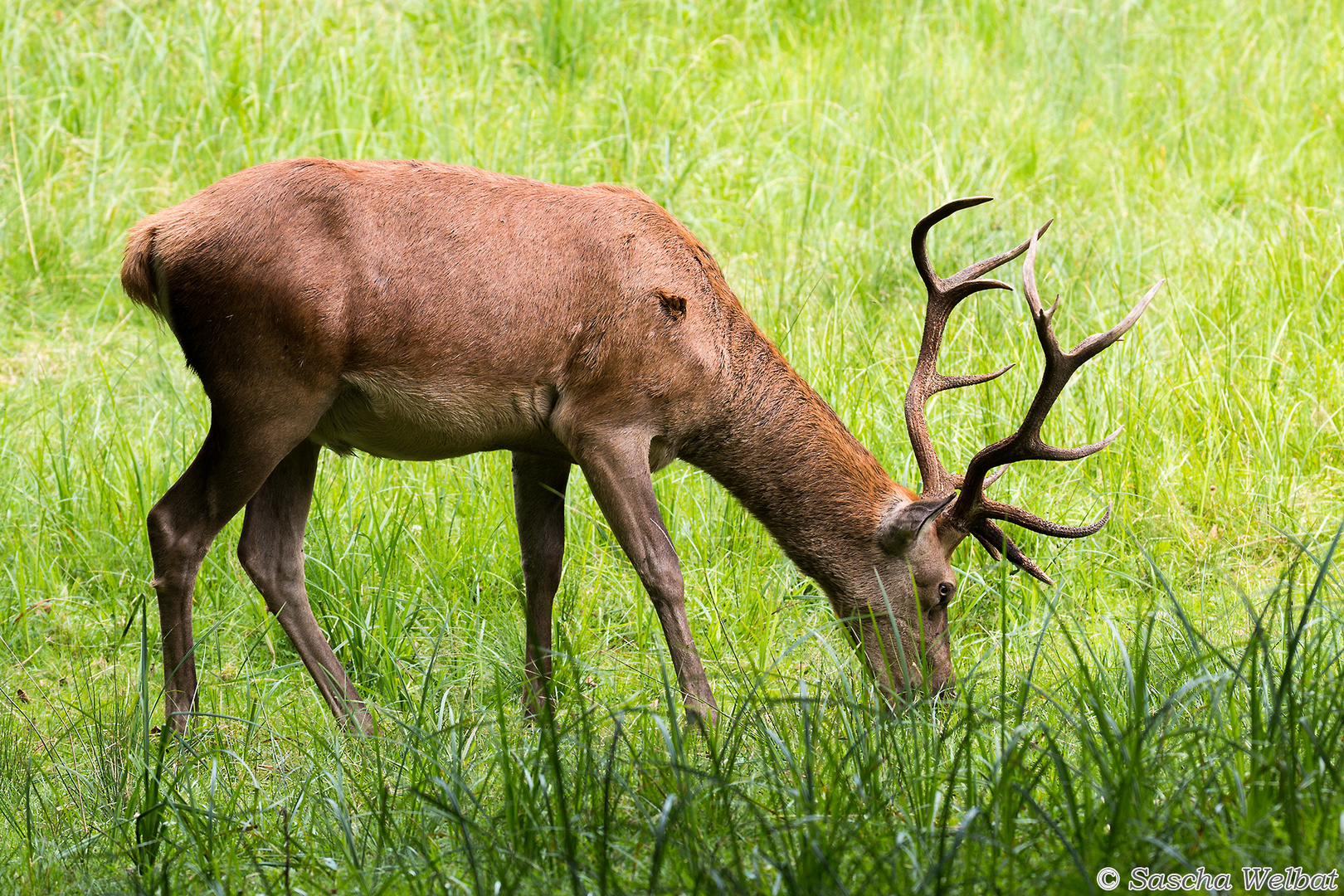 Hirsch beim grasen