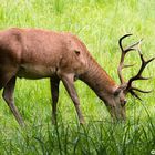 Hirsch beim grasen