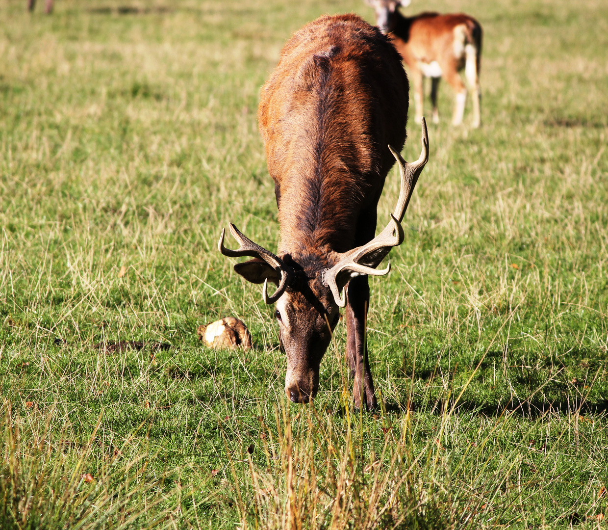 Hirsch beim grasen