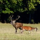 Hirsch beim Röhren