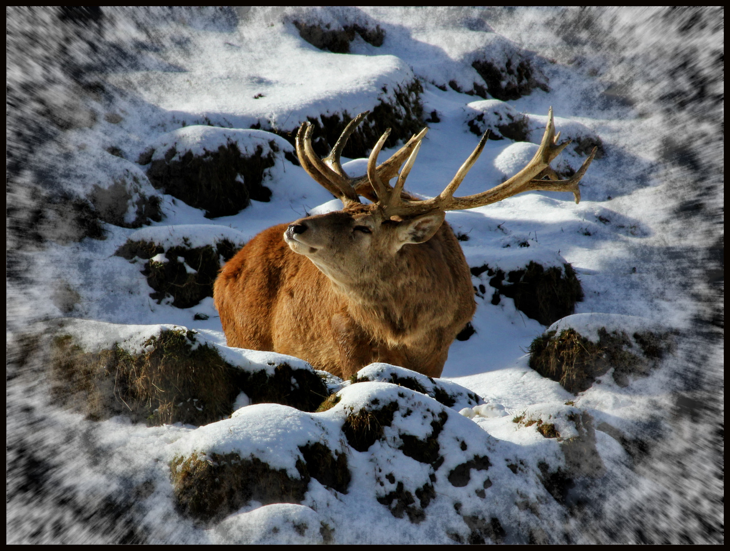 Hirsch beim Sonnenbad