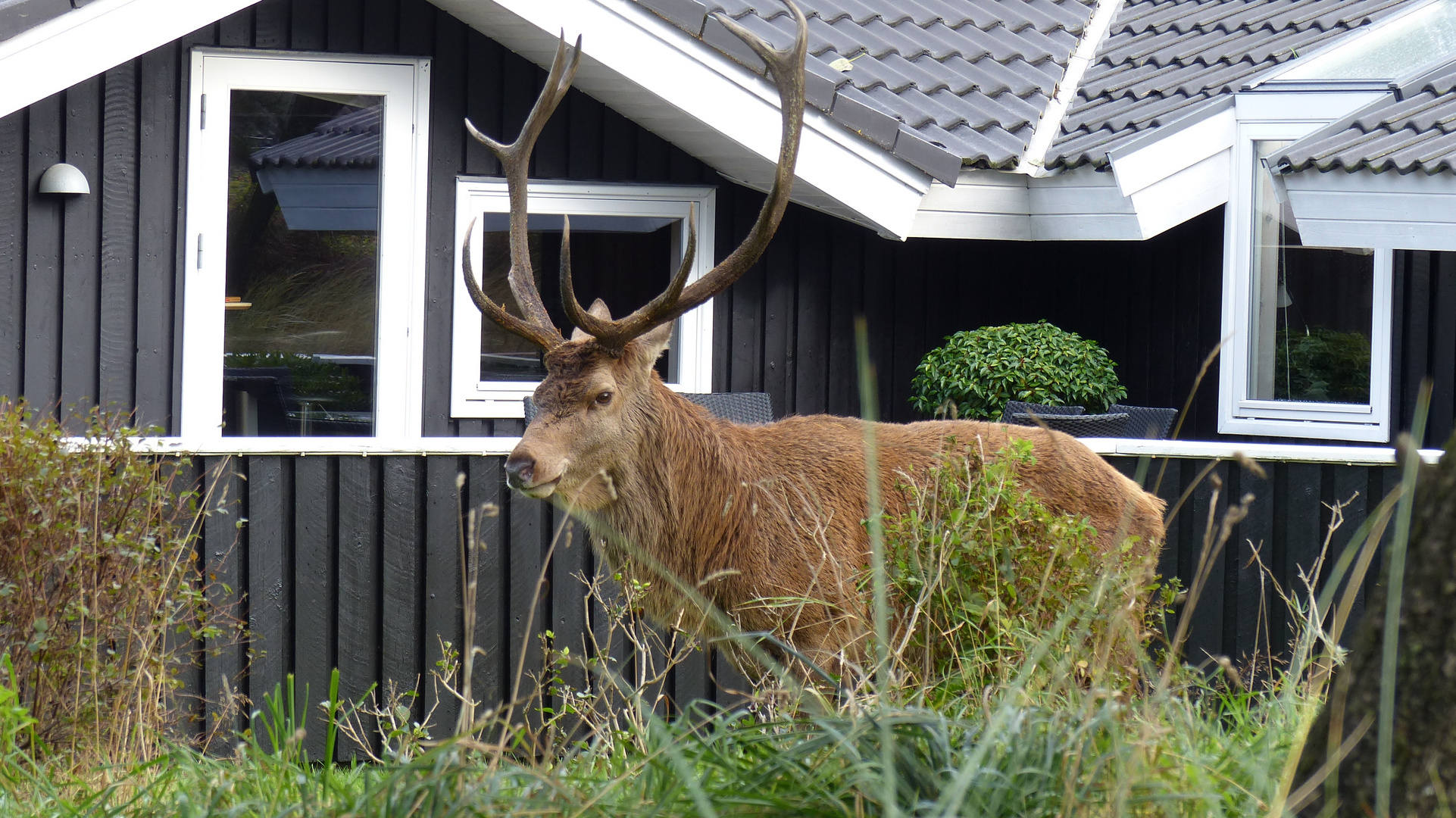 Hirsch-Besuch am Ferienhaus in Vejers Strand