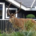 Hirsch-Besuch am Ferienhaus in Vejers Strand