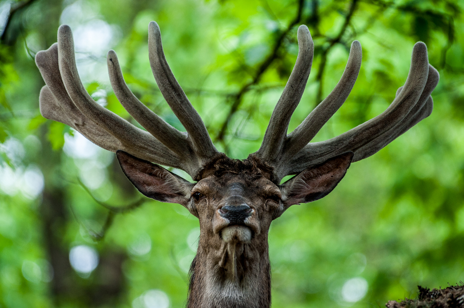 Hirsch Foto & Bild natur, tiere, wildlife Bilder auf fotocommunity