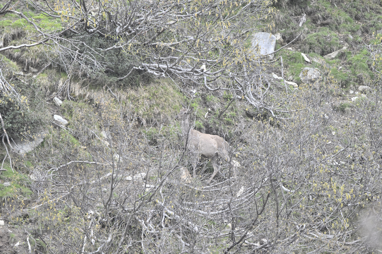 Hirsch ( Cervidae )