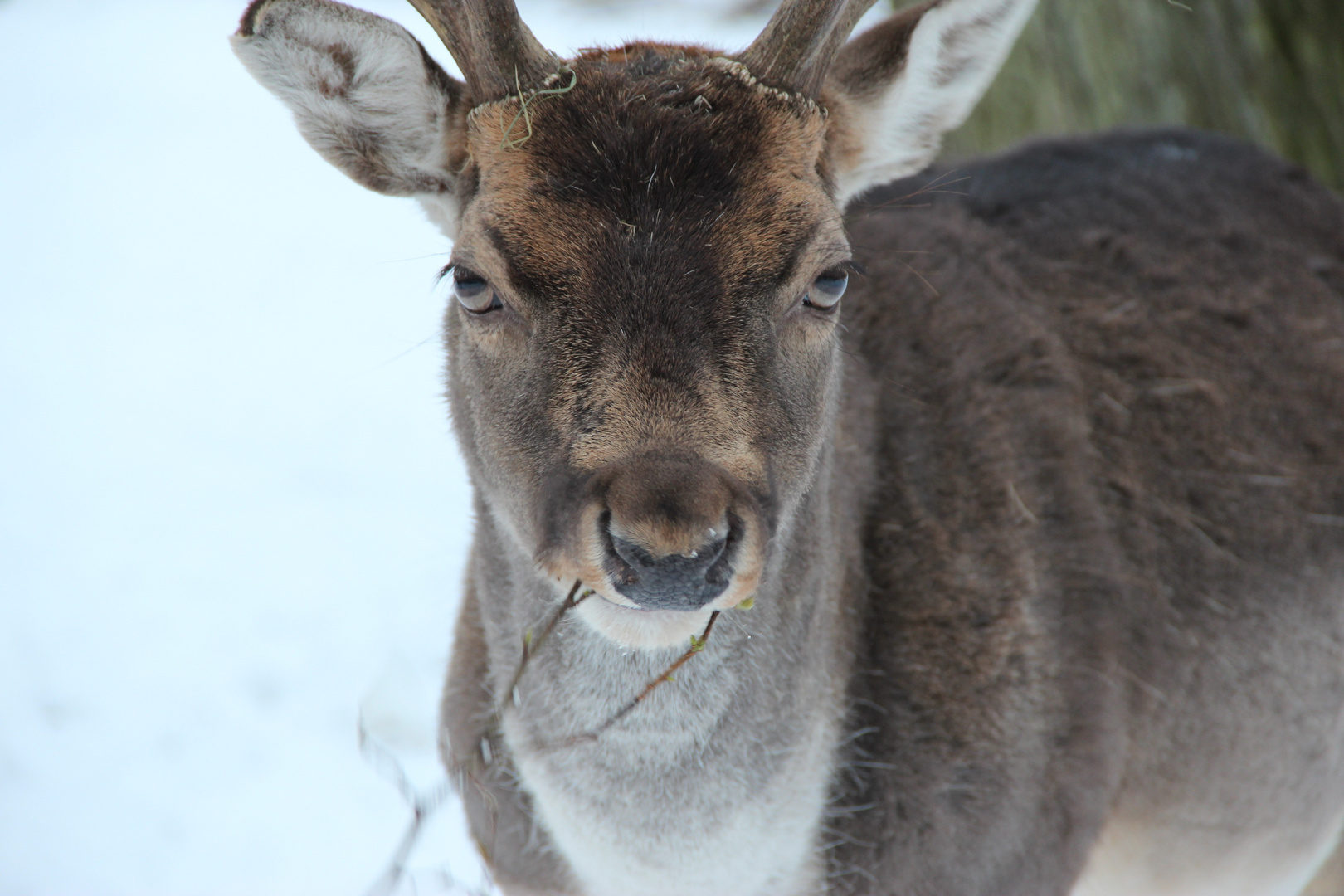 Hirsch Dammwild