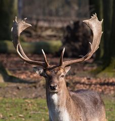 Hirsch des Damwilds