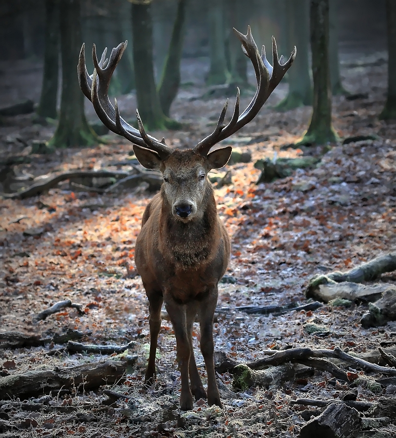 bild von hirsch