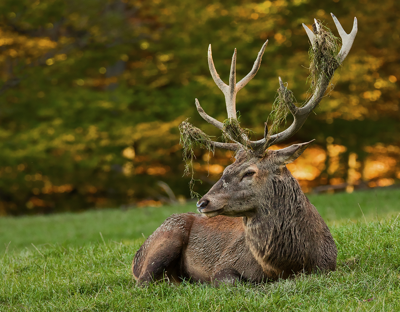 Hirsch Foto & Bild jahreszeiten, herbst, wald Bilder auf fotocommunity